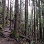 The trail