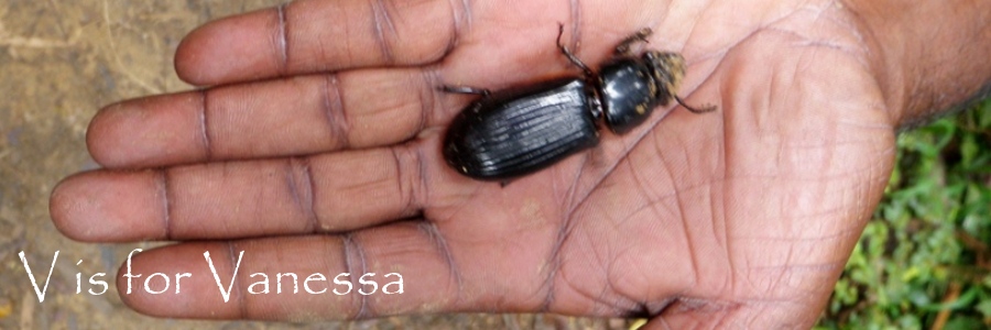 Malaysian Wildlife