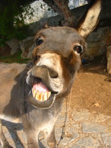 EXREME DONKEY!!!